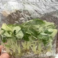 Alocasia Frydek Var Seedling, plante tropicale d'intérieur rare pour la décoration de la maison, plantes à feuillage pour la décoration de la maison, cadeau pour les amateurs de plantes