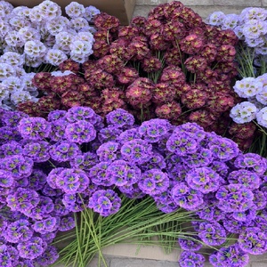 LO-1291 Fleur artificielle Scabiosa violette à 3 têtes en soie pour guirlande <span class=keywords><strong>de</strong></span> fleurs DIY, bouquet <span class=keywords><strong>de</strong></span> <span class=keywords><strong>mariée</strong></span>, cabine photo - Product Image 6