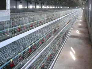 กรงเลี้ยงไก่อัตโนมัติเต็มรูปแบบสำหรับไก่ 20,000 ตัว ขนาดกรง 500 ตัว สำหรับไก่พันธุ์อินดูแคน - Product Image 5