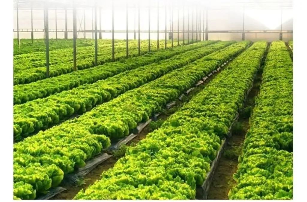 이유동 생물 유기질 비료 과립 농업 재배 개선 토양 식물 성장 유기질 비료