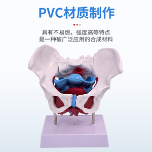 Modelo de simulación para la enseñanza de los músculos del suelo pélvico, pelvis y útero femeninos, estructura pélvica femenina, vejiga y suelo pélvico. - Product Image 3