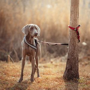Freihändige Hundeleine mit Verstellbarem Geschirr Bungee-Leine Doppelgriff zum Spazierengehen Einziehbar Anpassbares Logo Verstellbar - Product Image 6