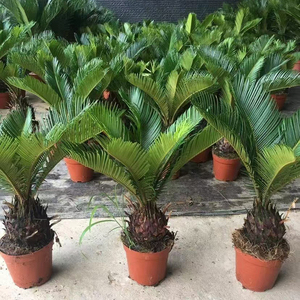 Palmeras Sago Naturales Populares para Interiores y Exteriores, Proveedor de Bonsáis, Palmeras Cycas, Plantas Ornamentales Reales - Product Image 1