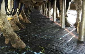 Mucca agricola in gomma resistente per uso agricolo - Product Image 5