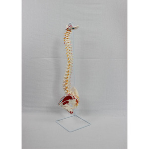 Modèle naturel des grandes ceintures vertébrales, du crâne occipital et des nouvelles muscles pelviens ; modèle pédagogique de squelette humain. - Product Image 3