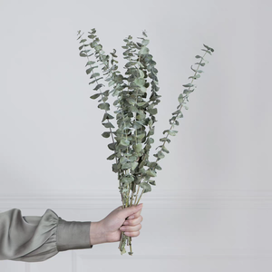 Yeni ürün 100% doğal okaliptüs yaprakları kurutulmuş yeşillik korunmuş okaliptüs bitki kaynaklanıyor ev/düğün süslemeleri - Product Image 3