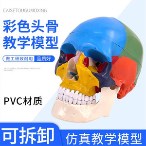 Modèle de crâne humain médical, modèle de crâne simulé à l'échelle 1:1, Département de Neurologie, Modélisation fonctionnelle colorée des zones du crâne - Product Image 2