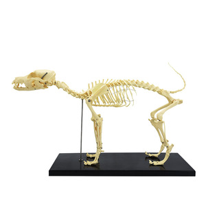 Instrumentos ortopédicos, modelos de especímenes esqueléticos de perros, animales domésticos (perros, gatos), esqueletos y huesos para enseñanza, esqueléticos - Product Image 2