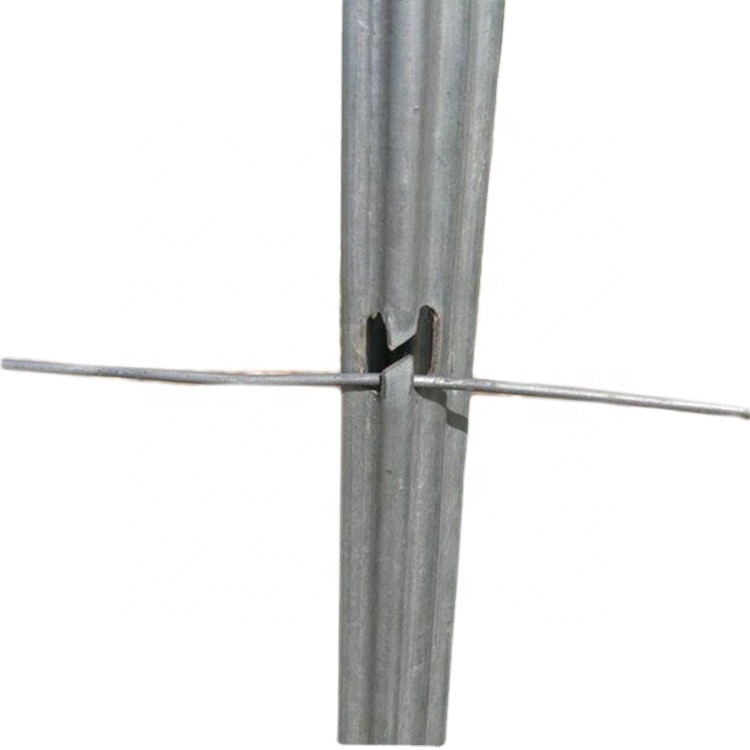 Wooden stake substitutes galvanized metal poles for vineyard