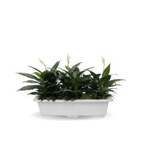 Hot Trend <b>Plastic</b> Home Decor <b>Tray</b> for Apartment Living Room Bathroom and Office Organizer Super Sale - Product Image 1