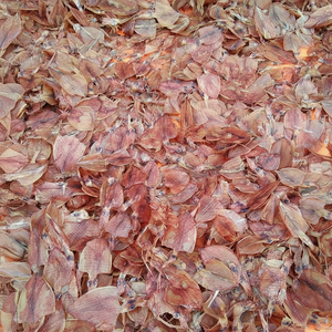 ปลาหมึกแห้งสำหรับทำซุป/ปลาหมึกแห้งเวียดนาม ราคาแข่งขัน - Product Image 1