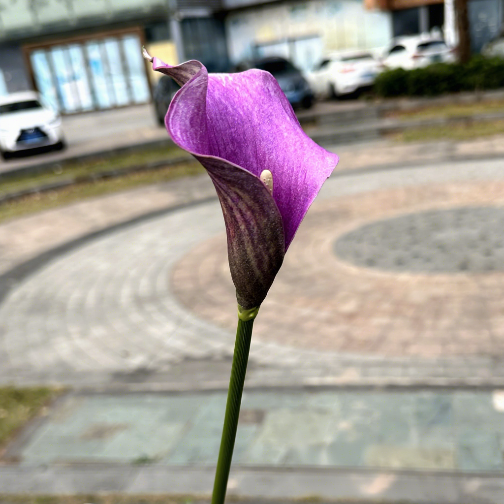 Light purple