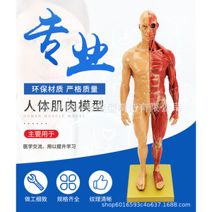 Modèle de muscle humain, tissu, squelette, modèle anatomique, modèle pédagogique pour étudiants en médecine, vente directe du fabricant. - Product Image 1