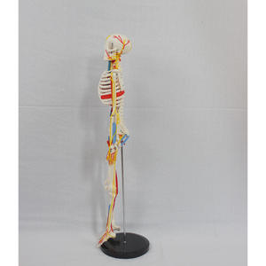 Медицинская наука 85 см Анатомия человека кости с нервами и кровеносными сосудами могут быть использованы в медицинской практике - Product Image 2