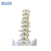 SC-A1020 squelette humain colonne vertébrale taille réelle colonne vertébrale bassin demi-jambe os modèle anatomique