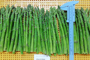 <span class=keywords><strong>Asperges</strong></span> fraîches au meilleur <span class=keywords><strong>prix</strong></span> <span class=keywords><strong>Asperges</strong></span> IQF Fournisseurs de pointes et de coupes <span class=keywords><strong>blanches</strong></span> et vertes <span class=keywords><strong>Asperges</strong></span> congelées pour acheteurs en gros - Product Image 5