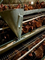 Seau d'alimentation portable pour volailles, distributeur de nourriture pour poulets, canards et oiseaux