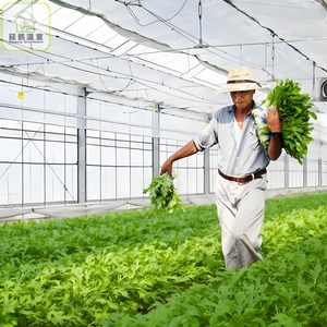 Serre agricole tropicale intelligente de 500 m2, tunnel de serre pour la culture de tomates, structures de serre pour jardin <span class=keywords><strong>potager</strong></span> - Product Image 5