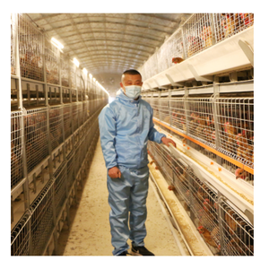 Cría <span class=keywords><strong>de</strong></span> Pollos <span class=keywords><strong>de</strong></span> Engorde en Granja, Agricultura Automatizada, Agricultura Ecológica, Jaulas para Pollos <span class=keywords><strong>de</strong></span> Engorde - Product Image 1