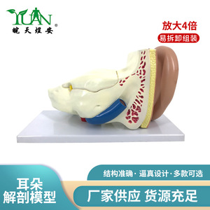Modèle d'anatomie de l'oreille, simulation d'organe humain agrandi, oto-rhino-laryngologie, cadeau pédagogique médical, jouet, outil éducatif, usage médical. - Product Image 5