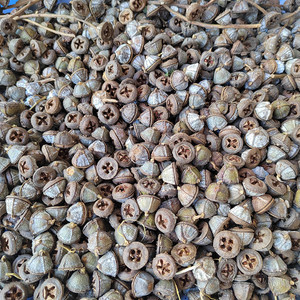 Capsules d'eucalyptus coniques de qualité supérieure pour l'artisanat, idéales pour les créations de Noël, la décoration de maisons féériques et la fabrication de couronnes. - Product Image 1