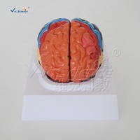 Modello di Area Funzionale Cerebrale Codificato a Colori per Scuole di Medicina, Neurologia, Anatomia, Formazione Infermieristica CE/ISO/ROHS/CNAS