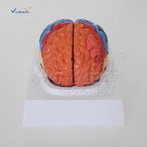 Modèle de zones fonctionnelles cérébrales codées par couleur pour l'enseignement de la neurologie <span class=keywords><strong>et</strong></span> de l'anatomie en faculté de médecine, formation aux compétences infirmières CE/ISO/ROHS/CNAS - Product Image 5