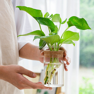 Set di 6 Bottiglie <span class=keywords><strong>in</strong></span> Vetro per Piante Idroponiche, Vasi Decorativi da Scrivania con Tappo <span class=keywords><strong>in</strong></span> Sughero per Micro-paesaggi Ecologici - Product Image 4