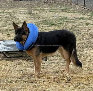 Factory Inflatable Soft Pet Dog Cone Collar Alternative After Surgery Neck Recovery Collar Cone for Small Medium Large Dogs Cats - Product Image 5