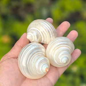 천연 진주 실버 입 터보 4-6cm 폴란드어 소라 쉘 소라게 껍질 - Product Image 6