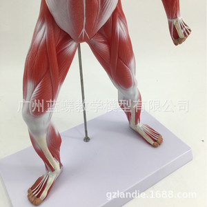 แบบจำลองกายวิภาคกล้ามเนื้อมนุษย์ทั้งตัวขนาด 50 ซม.; กายวิภาคกล้ามเนื้อผิวหนัง; แบบจำลองกายวิภาคชายผู้มีกล้ามเนื้อ; แบบจำลองกายวิภาคลำตัว - Product Image 4