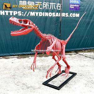 <span class=keywords><strong>Esqueleto</strong></span> <span class=keywords><strong>de</strong></span> <span class=keywords><strong>dinosaurio</strong></span> <span class=keywords><strong>de</strong></span> fibra <span class=keywords><strong>de</strong></span> vidrio fósil <span class=keywords><strong>de</strong></span> resina My Dino con nuevo estilo <span class=keywords><strong>Velociraptor</strong></span> rosa para - Product Image 6