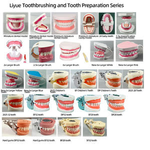 Práctica de Odontología, Modelo de Cabeza Simulada Modelo RT, Modelo Dental Transparente, Estudiantes Practican con Modelos Dentales - Product Image 4