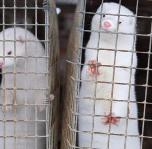 Longming <span class=keywords><strong>Pigeon</strong></span> Loft động vật lồng sắt mạ kẽm dây lưới Hàn lưới cắt/Hàn/Uốn bền thời tiết kháng - Product Image 4