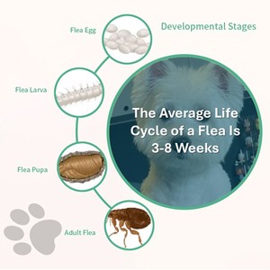 <span class=keywords><strong>Protection</strong></span> vermifuge longue durée contre les puces, efficacité de 12 semaines, administration toutes les 12 semaines, très palable, ultra-sûr, facile à administrer - Product Image 5