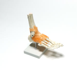 Modelo de Anatomía de articulación de pie <span class=keywords><strong>humano</strong></span> de tamaño real, modelo de articulación de <span class=keywords><strong>tobillo</strong></span> con ligamentos - Product Image 1