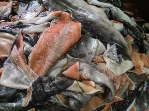 Fertilizante Orgánico de Proteína de Pescado con Aminoácidos de Alta Calidad para Cultivos Agrícolas - Product Image 5