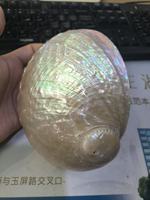 Coquille d'ormeau naturelle blanche véritable de 6 pouces, coquille d'ormeau polie pour la brûlure de sauge, vente en gros