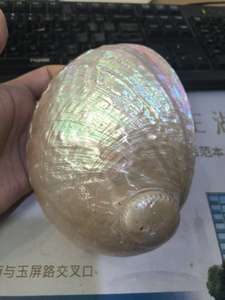 Conchiglia di Abalone Bianco Naturale <span class=keywords><strong>3</strong></span>-4 Pollici, Conchiglia di Abalone Lucidata per Bruciare Incenso, Vendita all'Ingrosso - Product Image 5