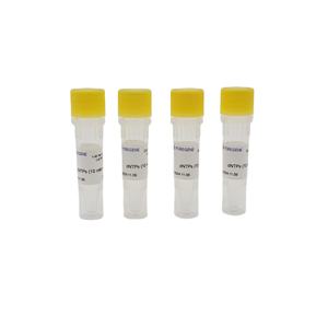 Foregene One-Step <span class=keywords><strong>Real</strong></span>-<span class=keywords><strong>Time</strong></span> RT-<span class=keywords><strong>PCR</strong></span> Master Mix RT-QPCR Easy (One Step)-SYBR Green I - Product Image 4
