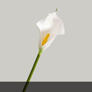 Flor de Cala Artificial de Tacto Real, Cabeza Individual, Flores de Cala Artificiales, <span class=keywords><strong>Centro</strong></span> de Mesa, Decoración para Bodas, Fiestas y Hogar - Product Image 5