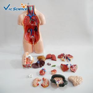 Torso medico materiale didattico organo umano per scienza medicale20 parti di anatomia umana Torso modello 55CM Unisex Torso modello - Product Image 1