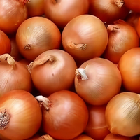 Cebolla Roja y Amarilla Fresca de Nueva Cosecha 2026, Tamaños de 5-8 cm, Bolsa de Malla/Caja de Cartón de 10 kg/20 kg, Precio de Mayoreo Directo de Fábrica