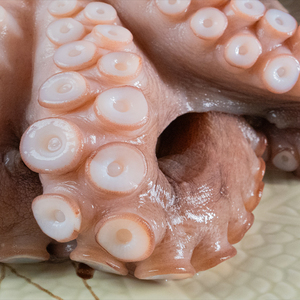 Venta al por menor en bolsas IQF Sushi Frozen Raw Octopus Delicious Indonesian Origin Live Octopus en venta Madako Frozen Octopus - Product Image 4