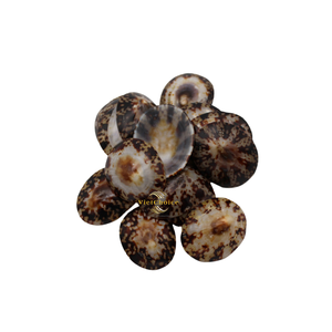 Concha de limpiapiedras seleccionada, limpiada y secada para uso decorativo - Product Image 6