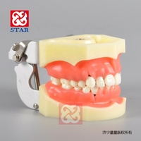 Modèle dentaire anatomique en résine, ensemble de mâchoires et de dents, typodont, gencive en silicone souple pour le détartrage parodontal