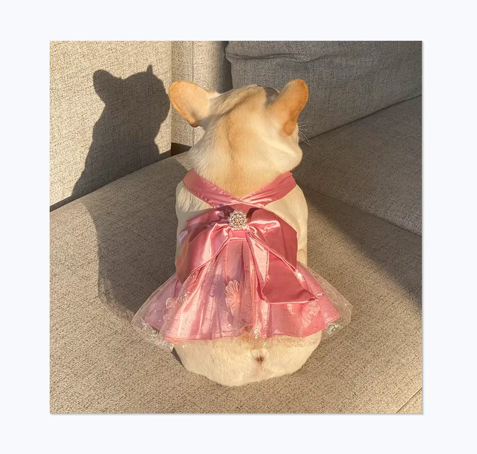 Kampfbulldogg dicker Hund Sommerkleid niedlich rosa Prinzessin Bogen Tülle Tyrann-Hundekleid