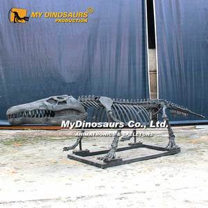Mydinosaurussen Krokodil Skelet Model Te Koop - Product Image 6