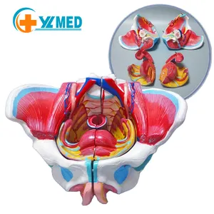 Modello di anatomia umana medica modello di bacino femminile per l'insegnamento medico