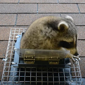 Puerta de Expulsión Unidireccional para Mapaches - Trampa para Mapaches, Excluidor sin Contacto, Repelente de Mapaches, Instalación Fácil y Perfecta para Bricolaje - Product Image 3